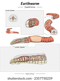 Earthworm anatomy template. diagram showing the parts of a Earthworm for educational content, teaching, presentation. with a simple design