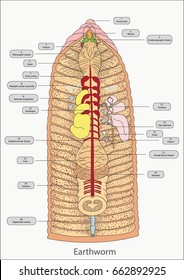 Ilustración vectorial de anatomía de gusanos de tierra