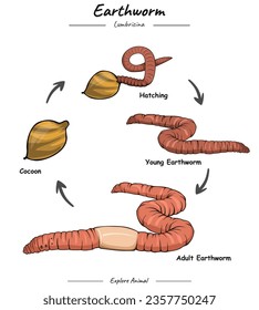 Infografía del ciclo de gusano de tierra. Diagrama que muestra las diferentes fases y etapas de desarrollo incluyendo el recién nacido cachorro adolescente y adulto Gusano de tierra para la educación en ciencias de la biología