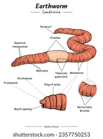 Earthworm External anatomy. Diagram showing parts of a Earthworm. for biology science education
