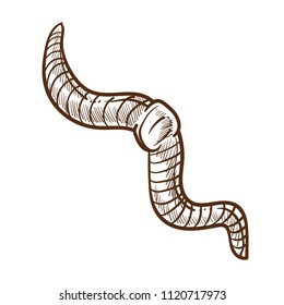 Earthworm Monochrome Outline Sketch Insect White Vector Illustration