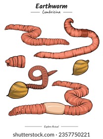 Earthworm Package. set of 
Earthworm illustration. showing different phases and development stages including newborn cub adolescent and adult Earthworm