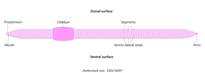 Earthworm Is A Segmented Worm, An Invertebrate Of The Phylum Annelida.