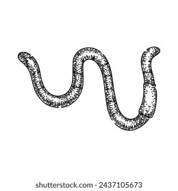 earthworm worm hand drawn. apple soil, simple vector, earth pink earthworm worm vector sketch. isolated black illustration
