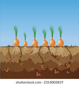 lombrices de tierra en suelo de jardín. corte de tierra con lombrices de tierra y cebollas.Paso de aire y agua en el suelo creado por lombrices de tierra.Concepto vegetal orgánico.