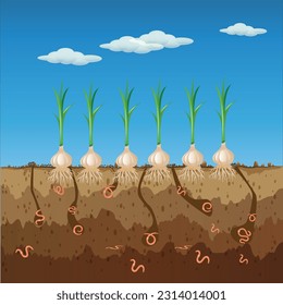 Regenwürmer auf Gartenboden. Bodenausschnitt mit Regenwürmern und Garlics.Luft- und Wasserdurchlass im Boden durch Regenwürmer.Organisches Gemüsekonzept.