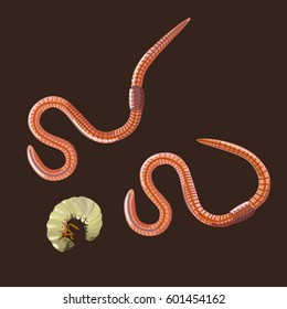 Earthworms and larva in soil. Vector illustration