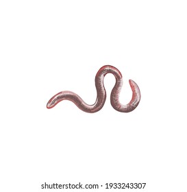 earthworms vector illustration isolated on white