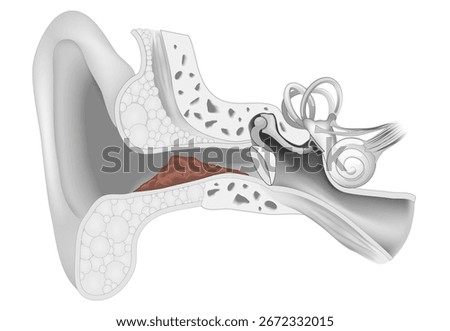 Earwax. Cross section of human ear, wax in auditory canal. Hearing. Detailed vector poster