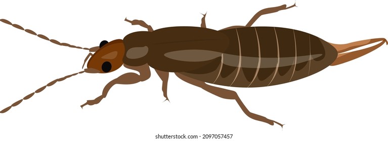 Earwig bug, illustration, vector on a white background.