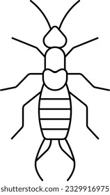 earwig dermaptera bug firebrat insecect