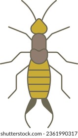 earwig dermaptera bug firebrat insect