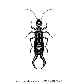 Earwig hand drawing vector illustration isolated on white background