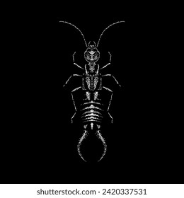 earwig hand drawing vector isolated on black background.