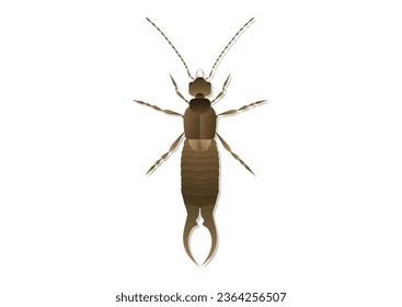 Earwig Vector Art isolated on white background