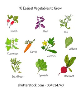 Easiest vegetables to grow. Garden crops set. Vector illustration