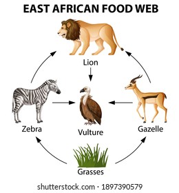 East African food web infographic illustration