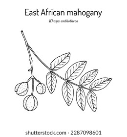 East African mahogany, or nyasaland (Khaya anthotheca), medicinal plant. Hand drawn botanical vector illustration