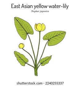 East Asian yellow water-lily (Nuphar japonica), aquatic medicinal plant. Hand drawn botanical vector illustration