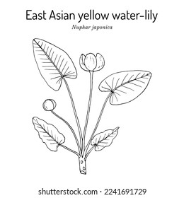 East Asian yellow water-lily (Nuphar japonica), aquatic medicinal plant. Hand drawn botanical vector illustration