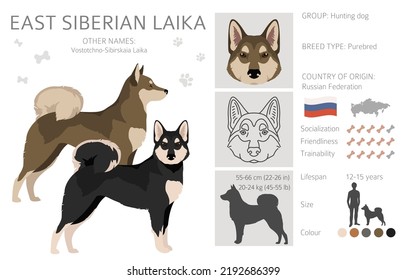 East siberian laika clipart. Different coat colors set.  Vector illustration