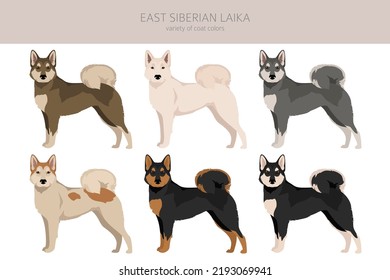 East siberian laika clipart. Different coat colors set.  Vector illustration