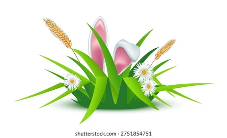 Easter background. Easter bunny ears in grass with flowers. Bunny ears with pink inner parts among green blades, white daisies, golden wheat on white. Spring festive colorful vector illustration.