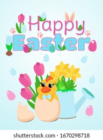 Banner o carta de Pascua en suaves tonos azules con un alegre pollo sonriente, lata de riego, tulipanes rosas y daffodils en una lata de riego. Envíe un mensaje feliz de Pascua.