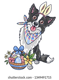Easter border collie dog