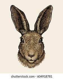 Easter bunny. Portrait of hare, sketch. Vintage vector illustration