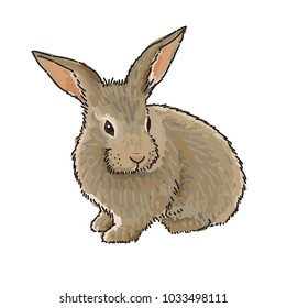 Easter Bunny - vector illustration in realistic style, isolated on white background. Easter greetings illustration design template