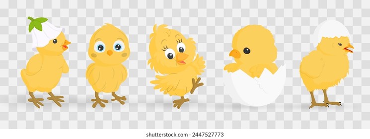 Easter chick. Chick character set isolated on png backgraund. Cute chick, spring festive animal concept. Cartoon holiday vector character