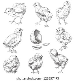 Easter chick set. Hand drawn monochrome illustration isolated in white.