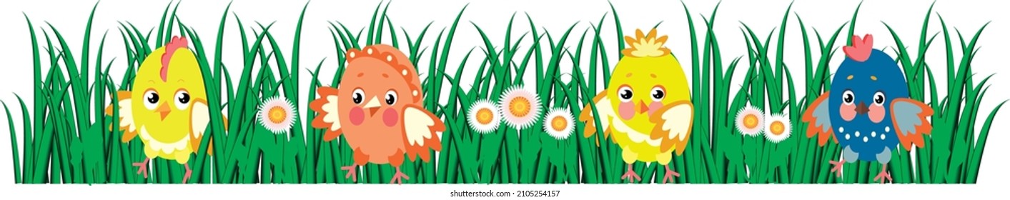 easter chickens and daisies on the green grass. Tall green fresh grass isolated on a white background