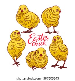 Easter chicks. Set of cute colorful chicks. hand-drawn illustration