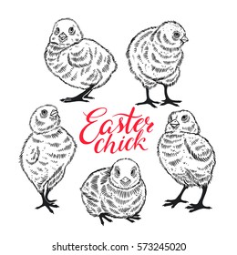 Easter chicks. Set of cute sketch chicks. hand-drawn illustration