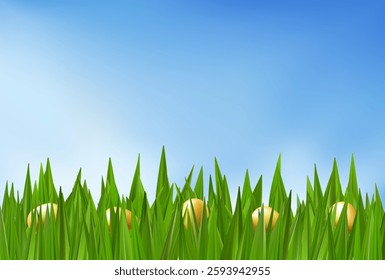 Easter egg hunt in spring grass field vector background. Gold colored chocolate candy gathered to basket. 3d render banner for poduim border. Meadow cartoon bright decoration card, cute bunny gifts