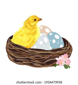 Easter eggs in the nest and yellow chick. An Easter card. Isolated on a white background. Vector illustration.