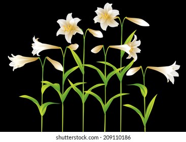 Easter lily