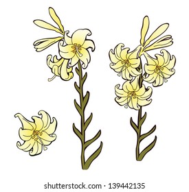 Easter Lily. card concept, vector illustration, white background. Objects are on individual layers for easy editing.