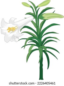 Easter Lily Plant Vector Illustration