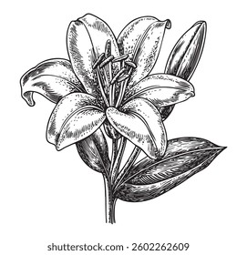 Easter lily with vintage engraving and springtime motifs