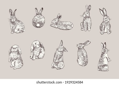 Easter rabbits vector illustrations set