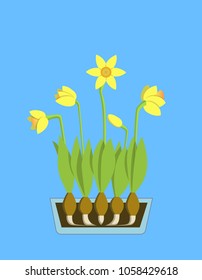Easter Spring daffodils flowers in garden pot  isolated on blue background, plant with leaf. Vector design.