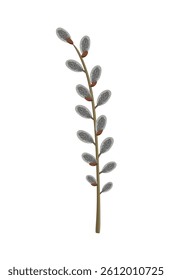 Easter spring twigs blossom pussy willow tree. Vector spring holiday illustration in cartoon flat style isolated on a white background.