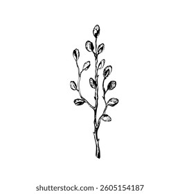Easter spring vector illustration with sprigs of willow. Template hand drawn design for banner, poster, card, paper. Holiday print. Branch with pussy willow buds.
