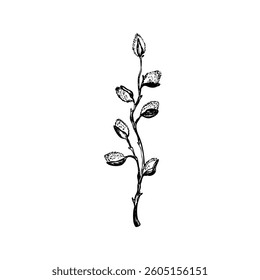 Easter spring vector illustration with sprigs of willow. Template hand drawn design for banner, poster, card, paper. Holiday print. Branch with pussy willow buds.