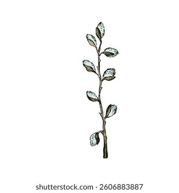 Easter spring vector illustration with sprigs of willow. Template hand drawn design for banner, poster, card, paper. Holiday print. Branch with pussy willow buds.