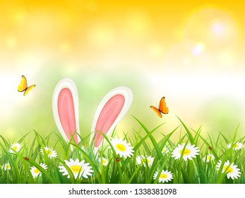 Easter theme with bunny ears. Yellow nature background with butterflies and white rabbit in grass with flowers, illustration.