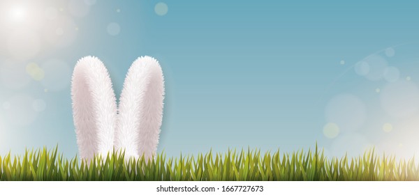 Easter White Rabbit Fluffy Fur Ears in Green Grass on Spring Sunny background. Vector Happy Easter Holiday Banner with copy space
